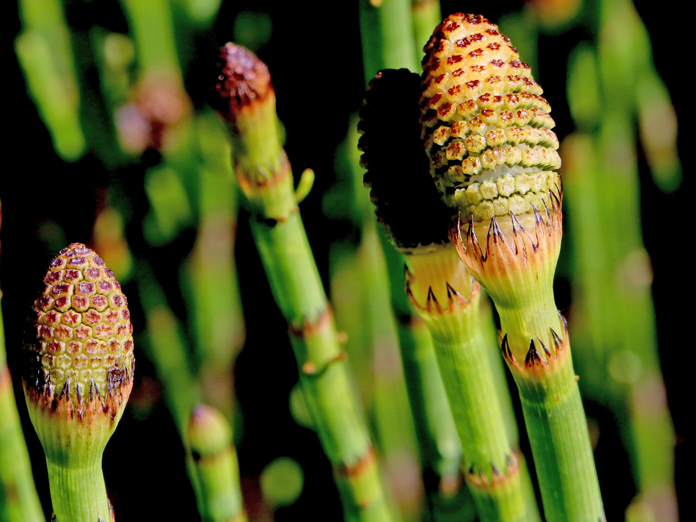 Image of Equisetum fluviatile specimen.