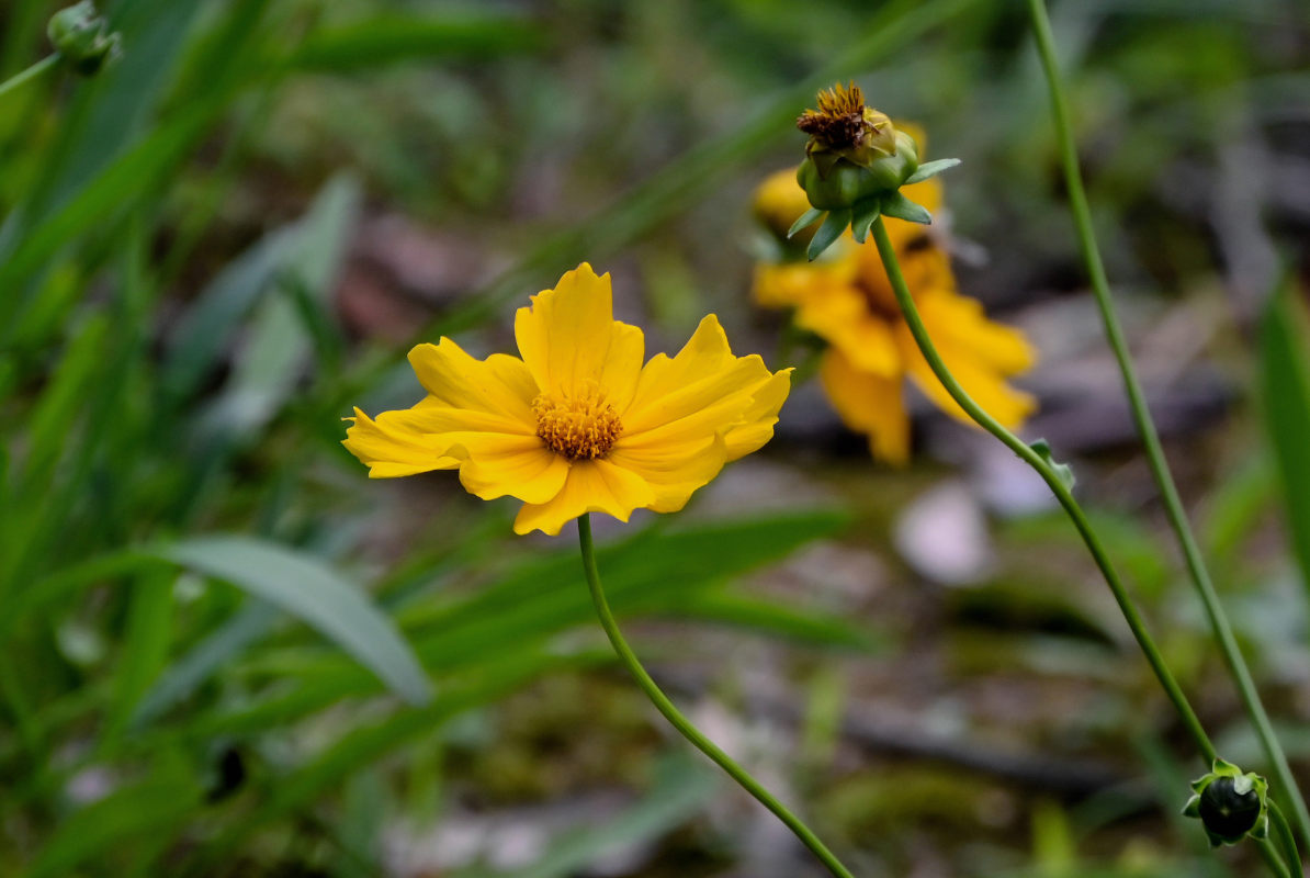 Image of Coreopsis grandiflora specimen.