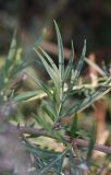 Artemisia vulgaris