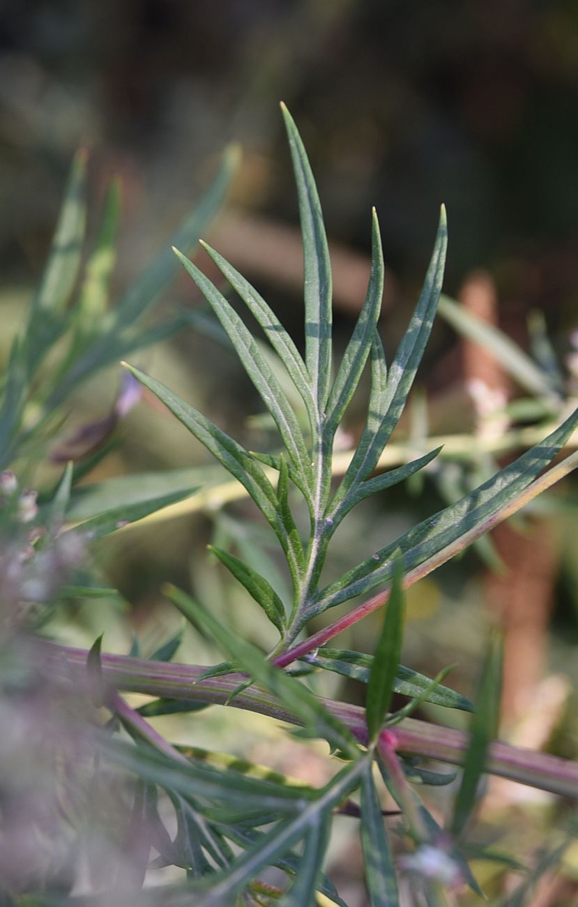 Image of Artemisia vulgaris specimen.