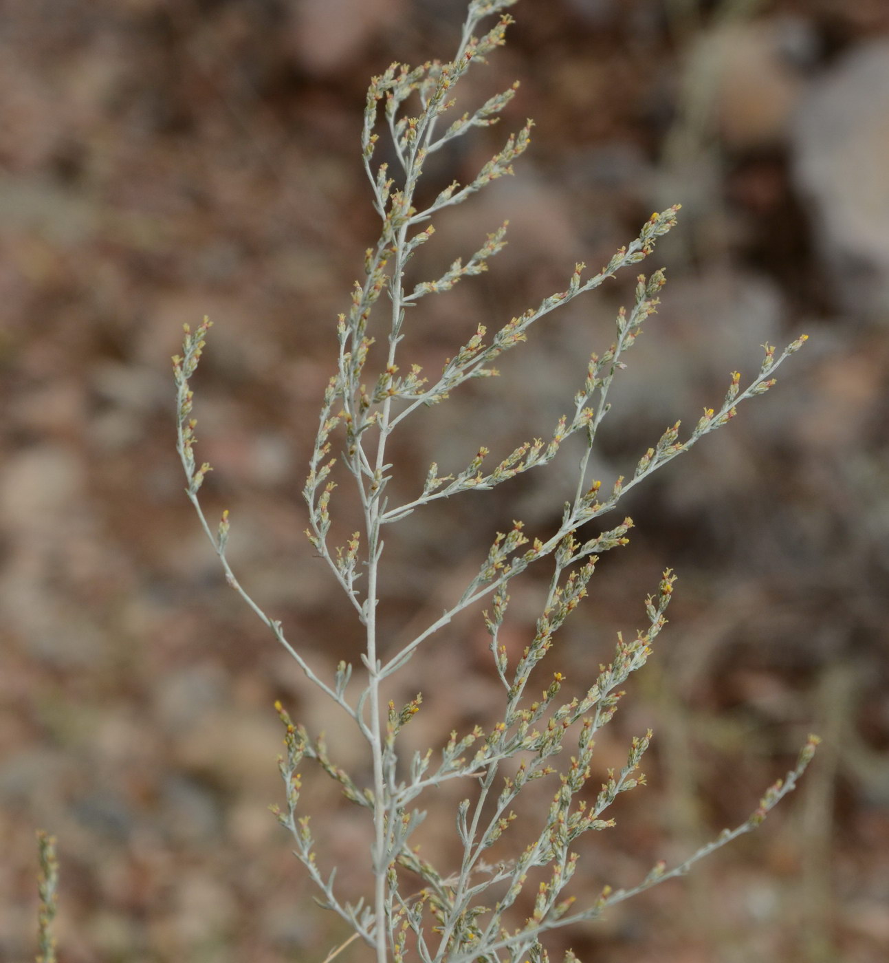 Image of genus Artemisia specimen.