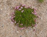 Asperula cristata. Цветущее растение. Кабардино-Балкария, Черекский р-н, долина реки Псыгансу, ≈ 2400 м н.у.м., донная морена. 30.07.2024.