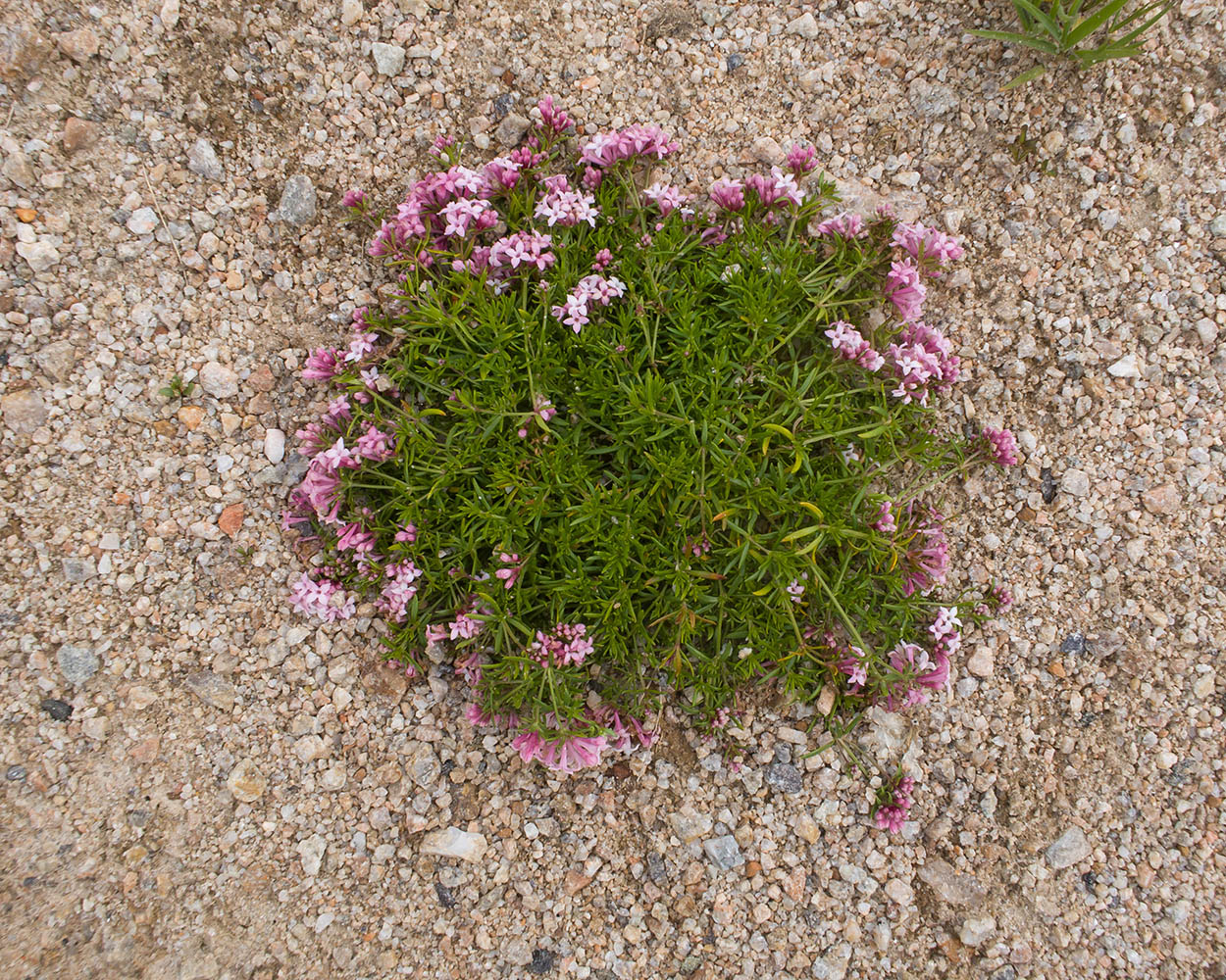 Изображение особи Asperula cristata.