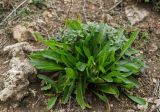 Plantago lanceolata. Плодоносящее растение в сообществе с Helianthemum nummularium (сзади). Пермский край, Кишертский р-н, склон Камня Лобач. 1 октября 2023 г.