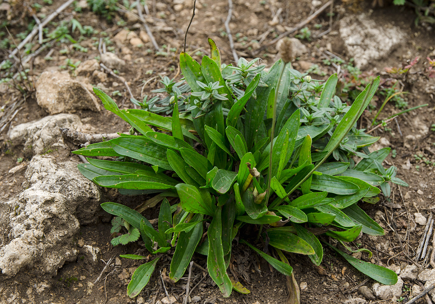 Изображение особи род Plantago.