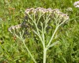 Achillea millefolium. Верхушка побега с соцветием (вид сбоку). Кабардино-Балкария, Черекский р-н, окр. с/п Верхняя Балкария, южный склон горы Бекаирбаши, ≈ 2200 м н.у.м., субальпийский луг. 29.07.2024.