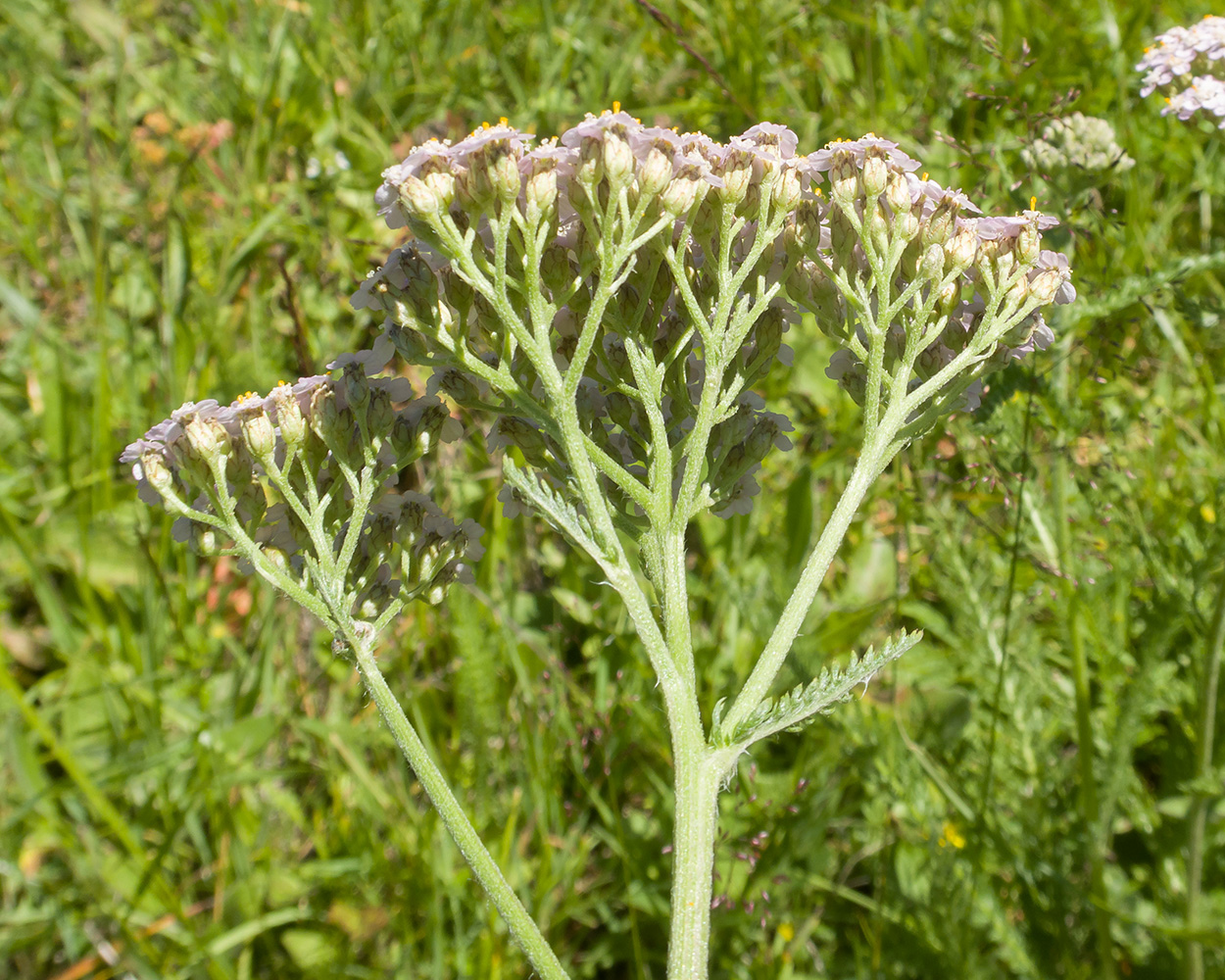 Image of Achillea millefolium specimen.