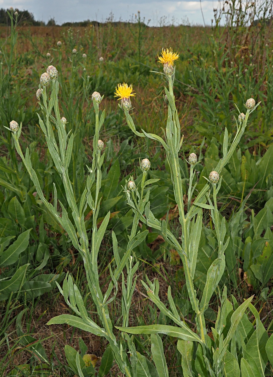 Изображение особи Chartolepis intermedia.