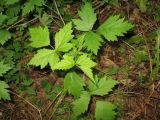 Rubus caesius