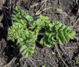 Смотреть изображение семейство Apiaceae