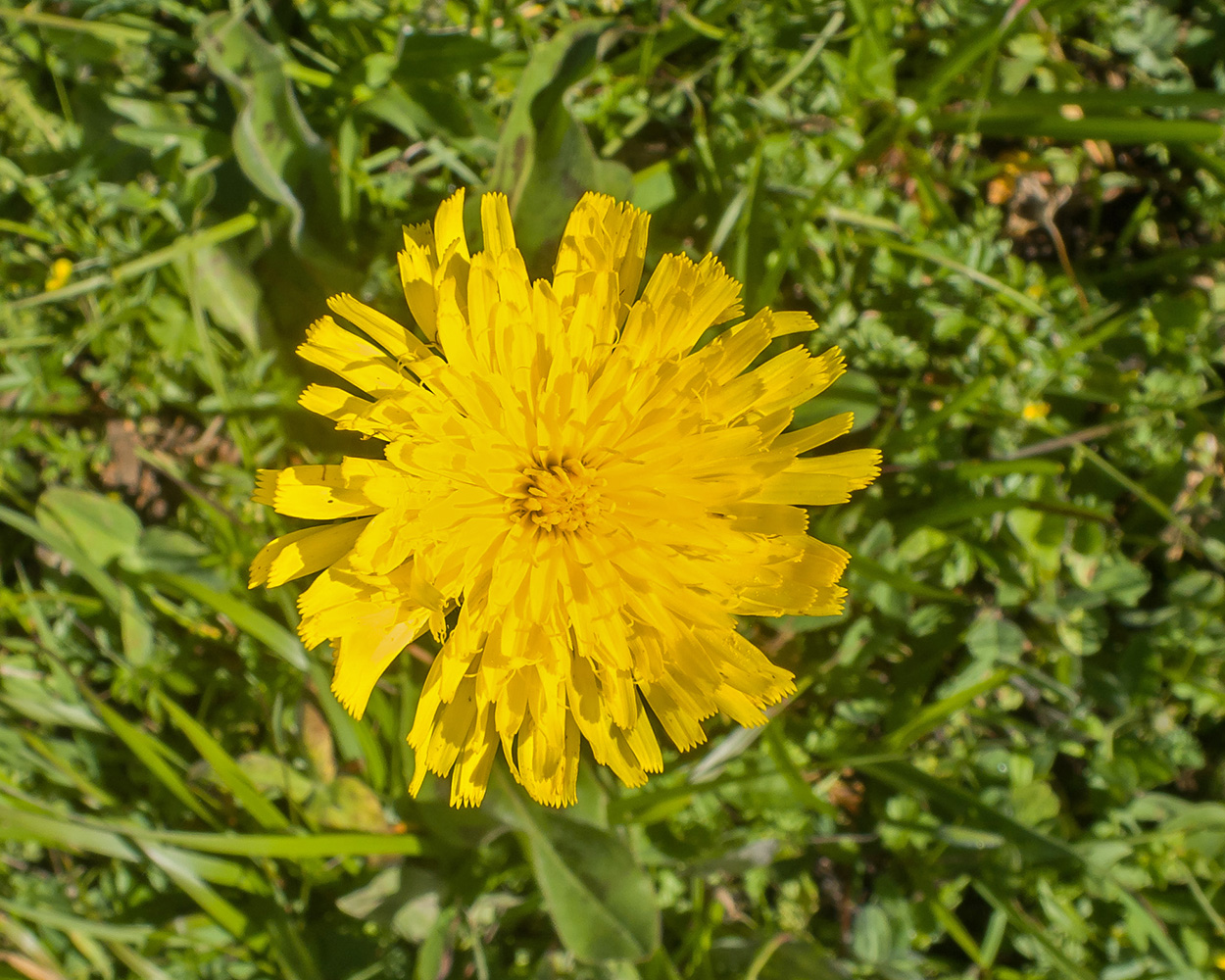 Image of Trommsdorffia maculata specimen.