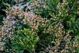 View full-size image Juniperus virginiana