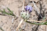 View full-size image Cousiniopsis atractyloides