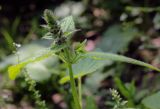 View full-size image Stachys sylvatica