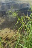 View full-size image Scirpus sylvaticus