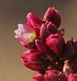 View full-size image Persicaria viscosa