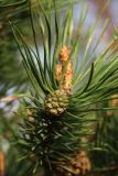 View full-size image Pinus sylvestris
