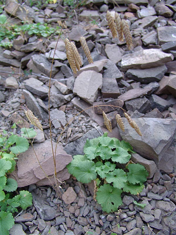 Image of Bromus briziformis specimen.