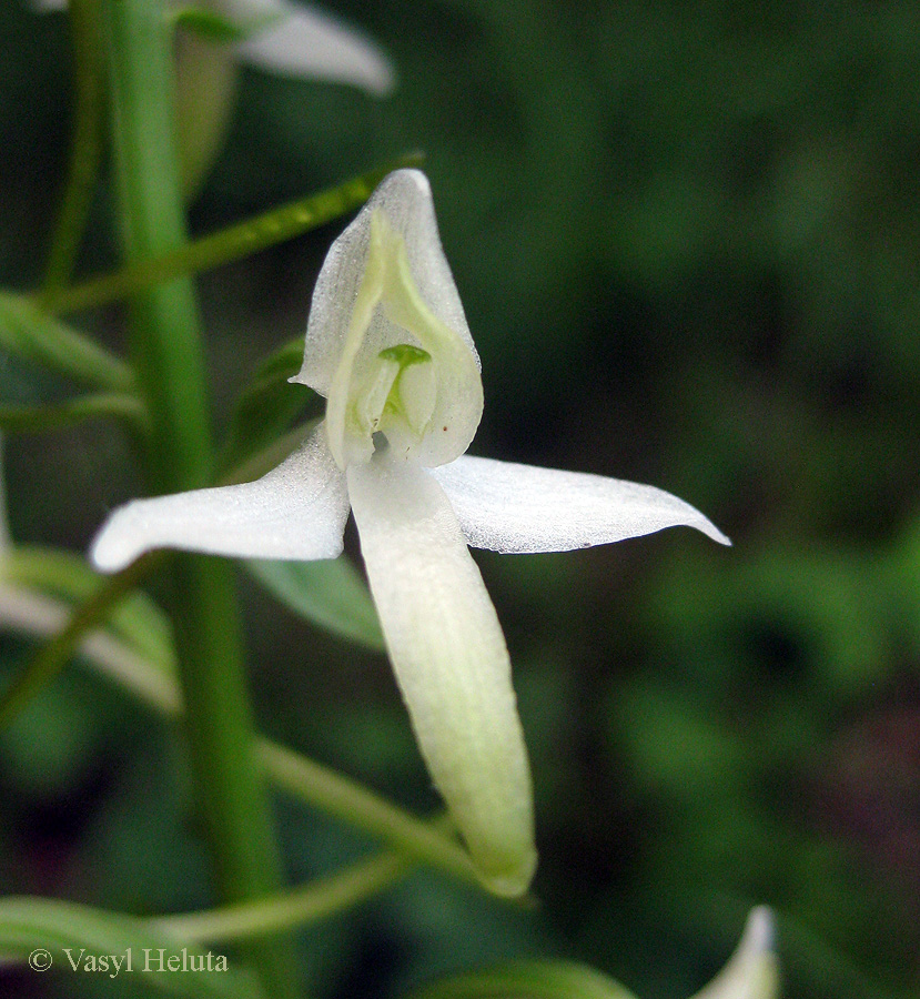 Image of Platanthera bifolia specimen.