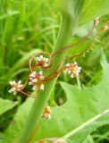 Cuscuta europaea