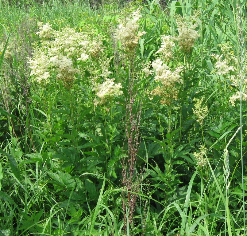 Image of Filipendula ulmaria specimen.