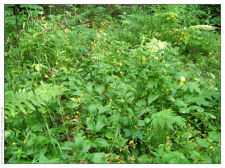 Изображение особи Crepis paludosa.