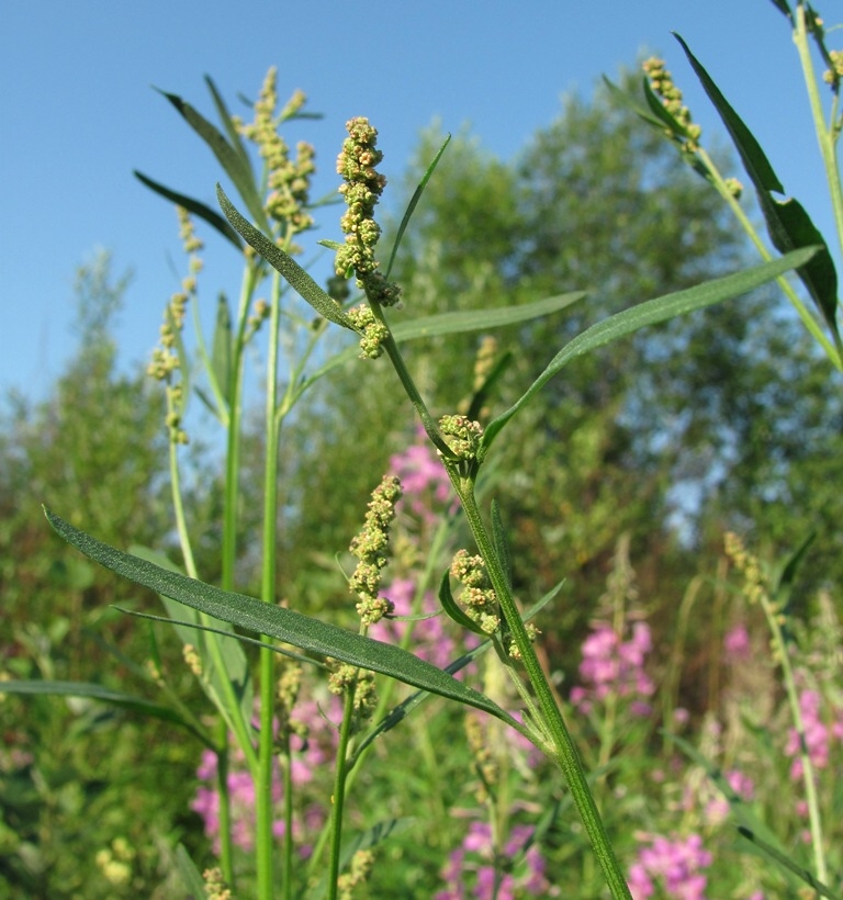 Image of genus Atriplex specimen.