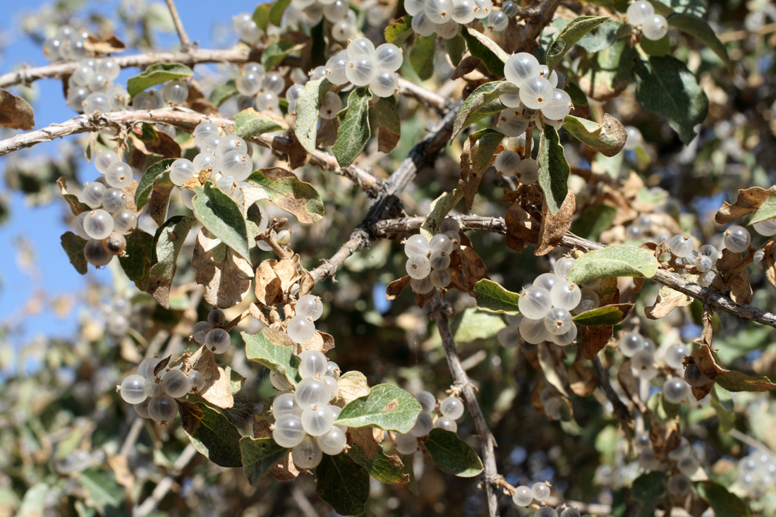 Изображение особи Lonicera nummulariifolia.