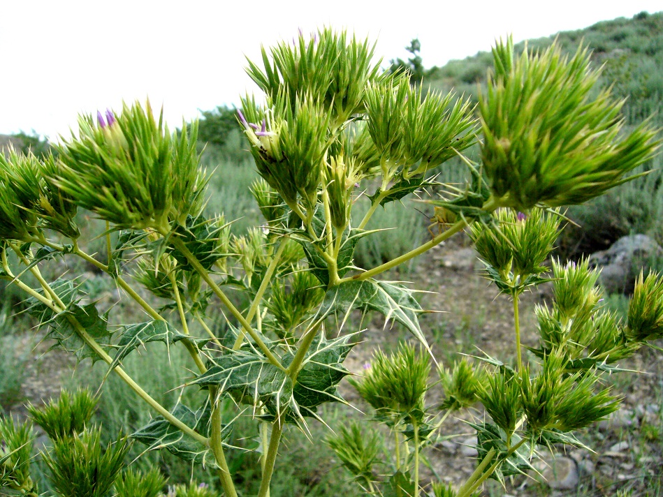 Image of Cousinia congesta specimen.