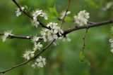 Prunus domestica. Ветвь с соцветиями. Московская обл., Раменский р-н, окрестности д. Хрипань, дачный участок. 18.05.2007.