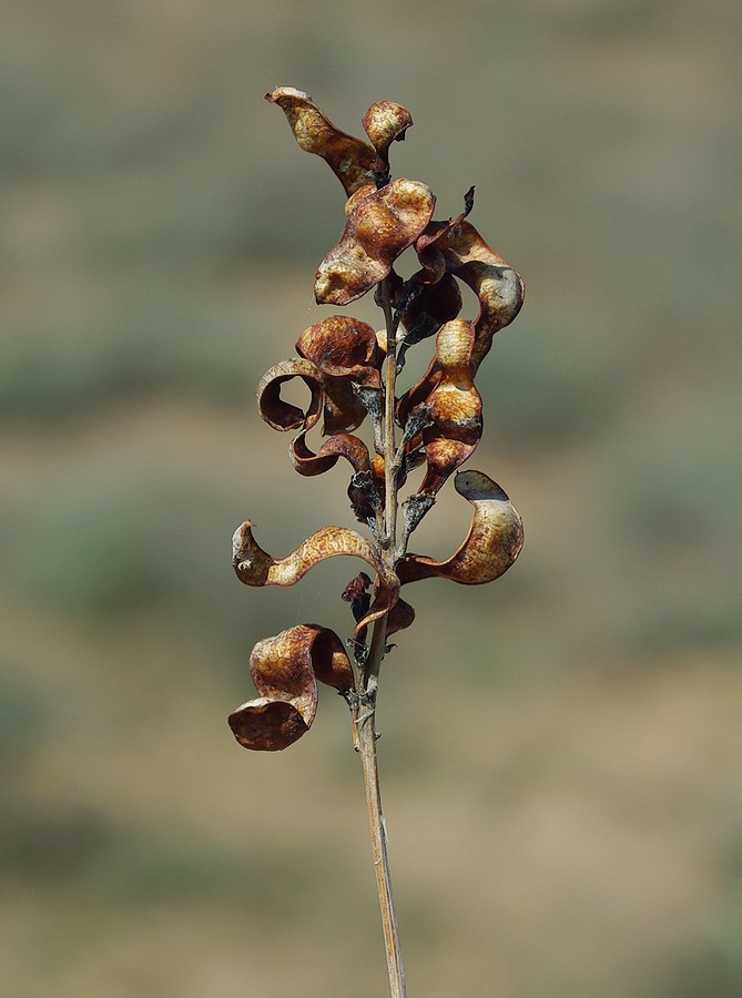 Изображение особи Eversmannia subspinosa.