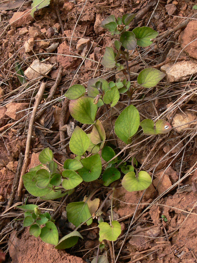 Image of Viola rupestris specimen.