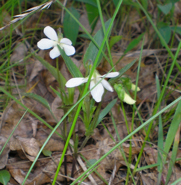 Image of Viola accrescens specimen.