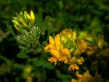 Medicago falcata. Верхушка цветущего побега. Киев, луг возле Святошинского озера. 05.06.2005.