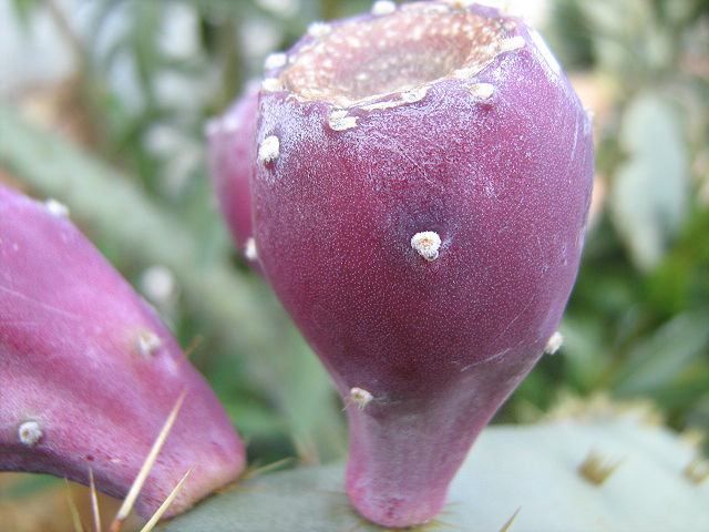 Image of Opuntia engelmannii var. linguiformis specimen.