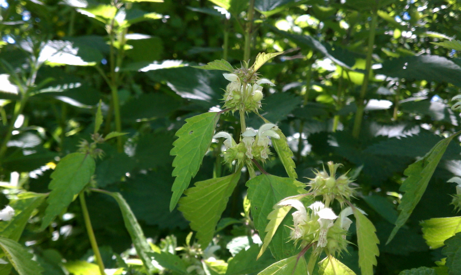 Image of Lamium flexuosum specimen.