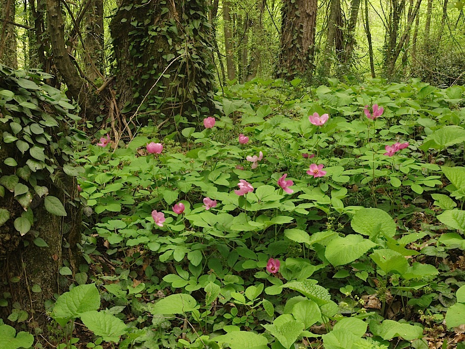 Изображение особи Paeonia caucasica.