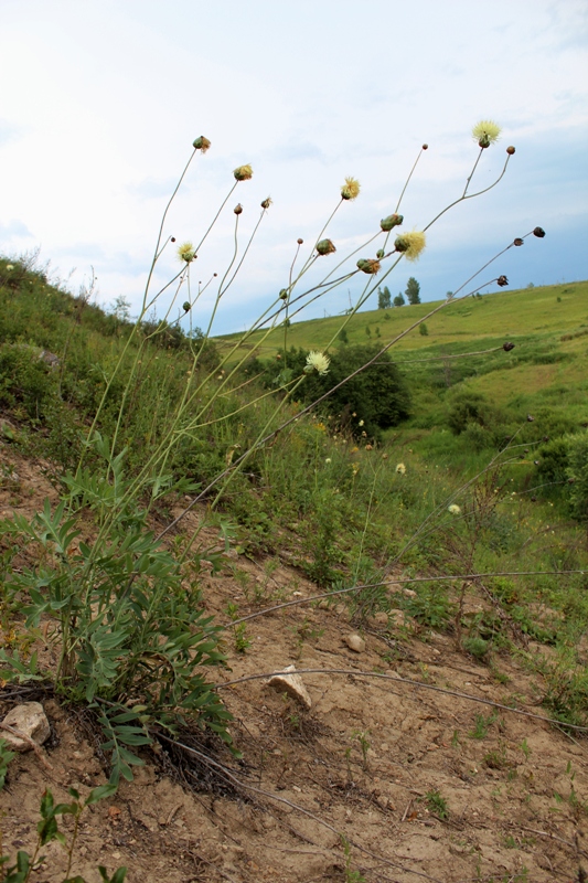 Изображение особи Rhaponticoides ruthenica.