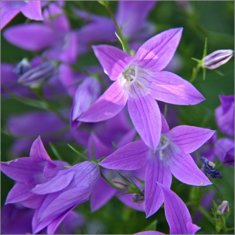 Image of Campanula patula specimen.