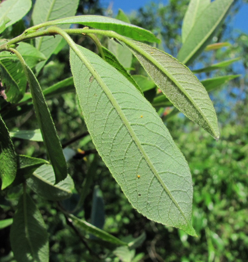 Image of Salix borealis specimen.