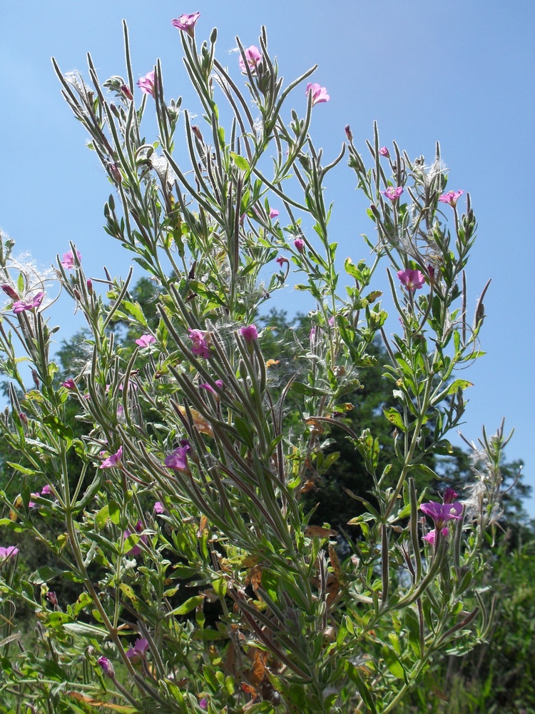 Image of Epilobium hirsutum specimen.