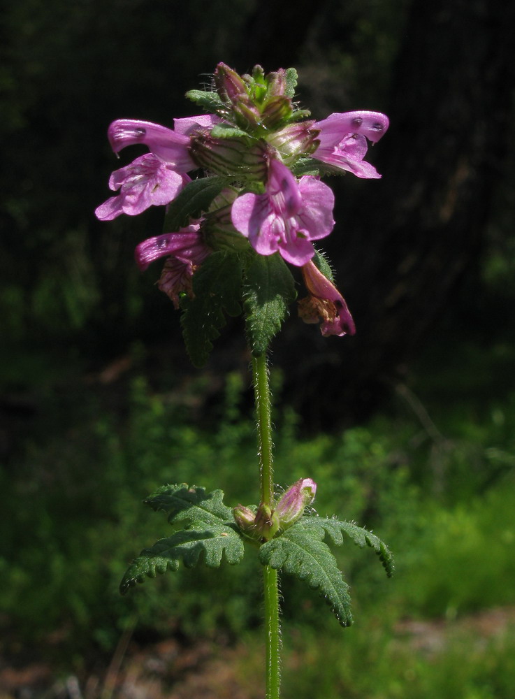 Изображение особи Pedicularis verticillata.