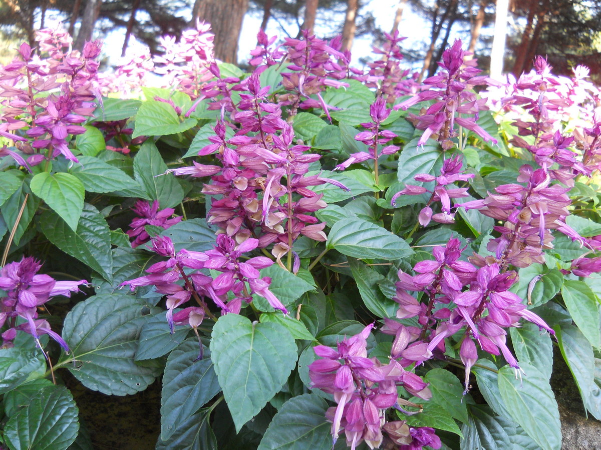 Изображение особи Salvia splendens.