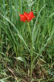 Tulipa lanata. Цветущее растение. Узбекистан, г. Ташкент, Ботанический сад им. Ф.Н. Русанова. 12.04.2009.