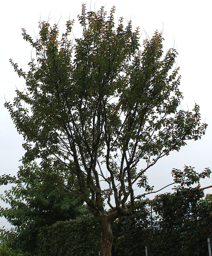 Image of Lagerstroemia indica specimen.