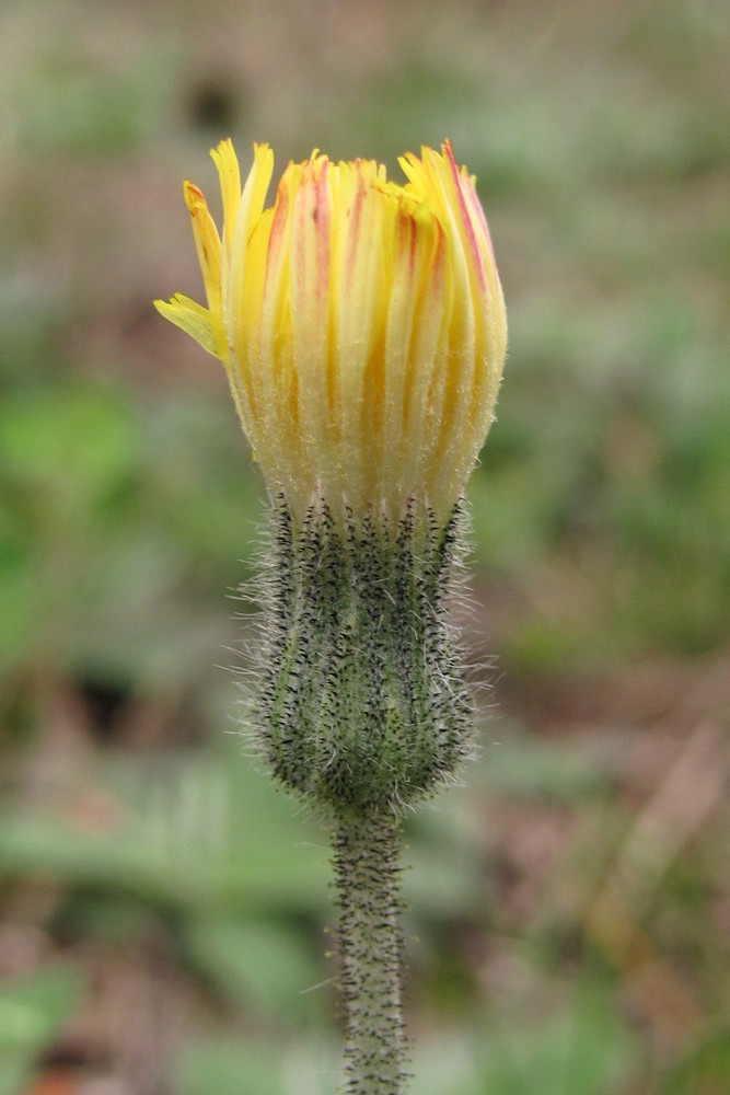 Изображение особи Pilosella officinarum.