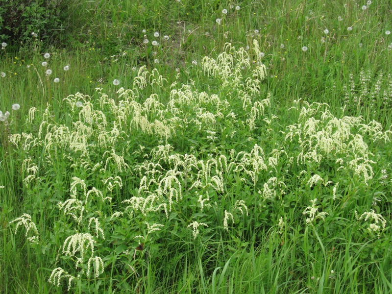 Изображение особи Aconogonon alpinum.