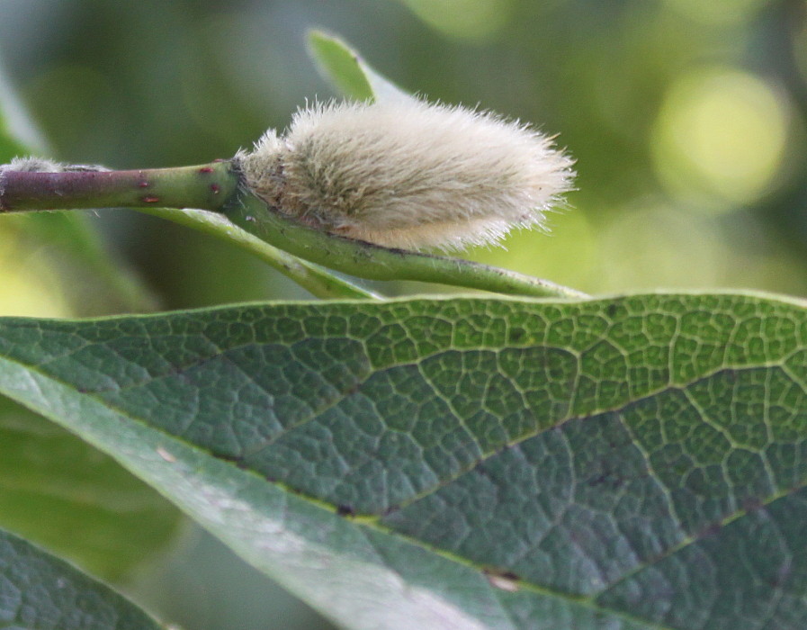 Image of Magnolia stellata specimen.