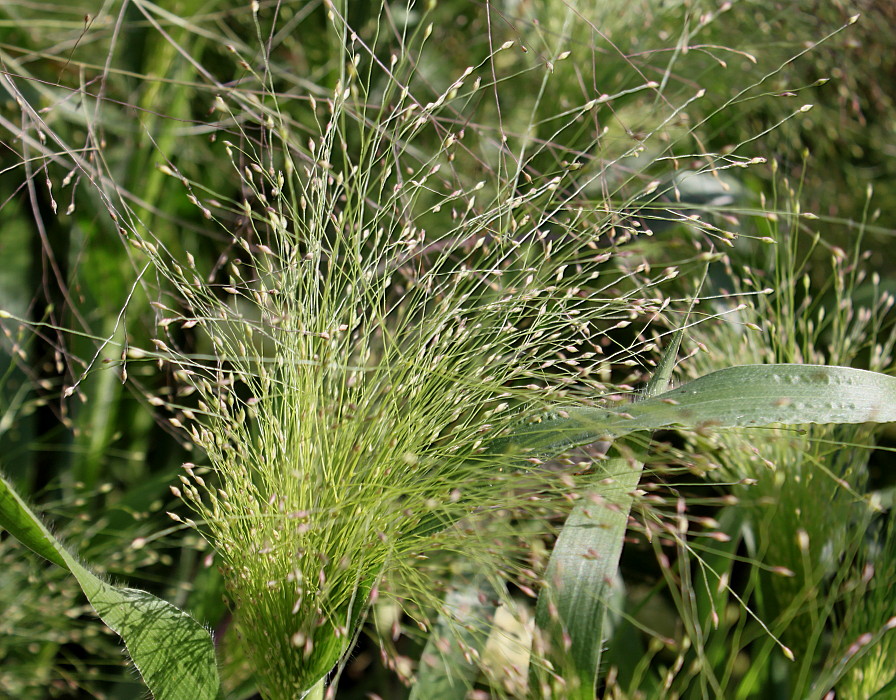 Image of Panicum virgatum specimen.