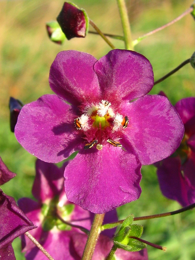 Image of Verbascum phoeniceum specimen.